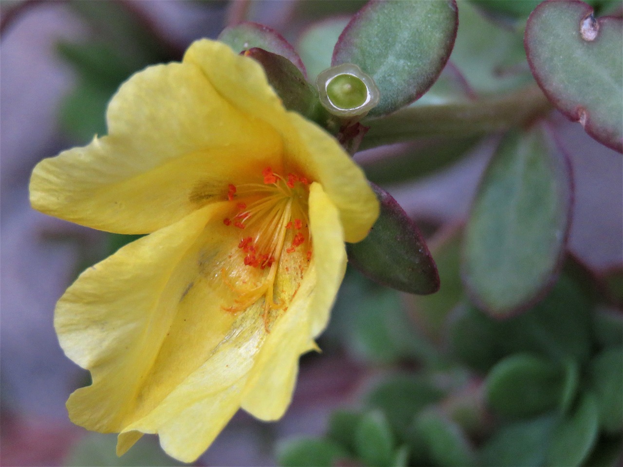 flower yellow orange free photo