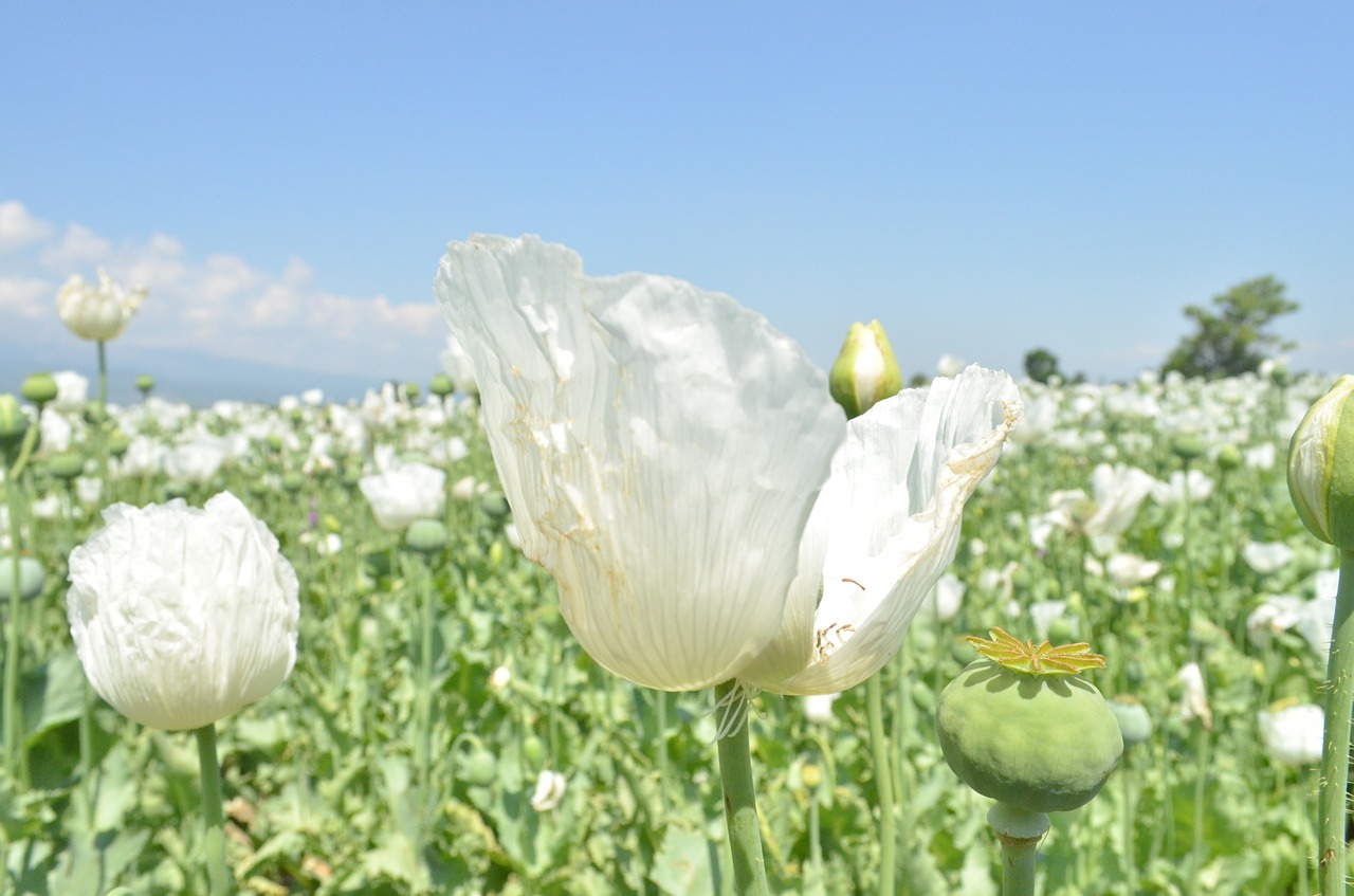 flower white poppy free photo