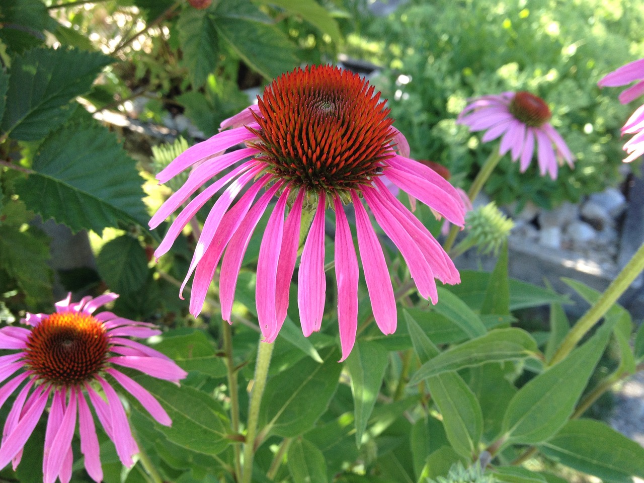 flower echinacea purple free photo