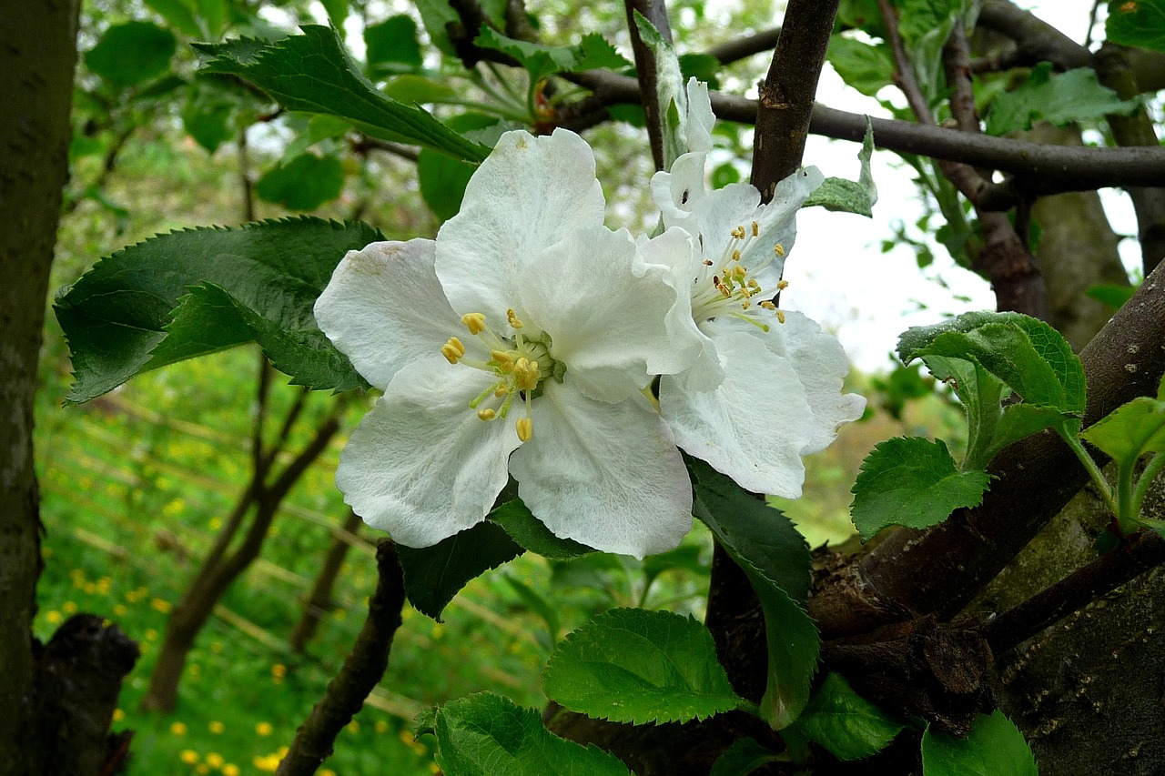 flower apple apple flower free photo