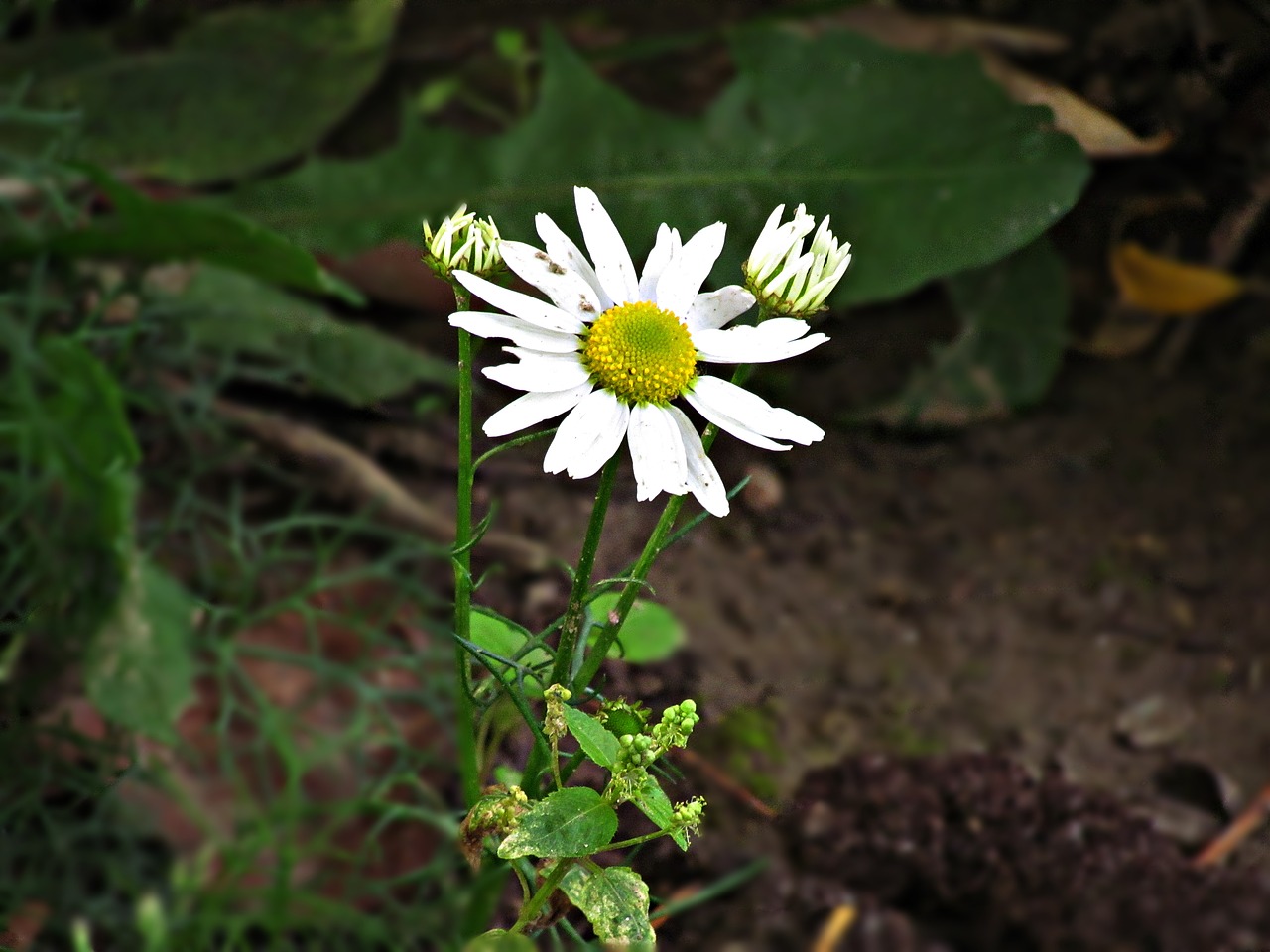 flower flowers meadow free photo