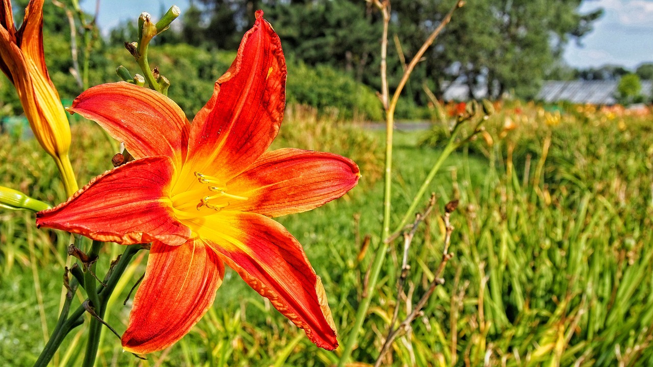 flower blooms daylilies free photo