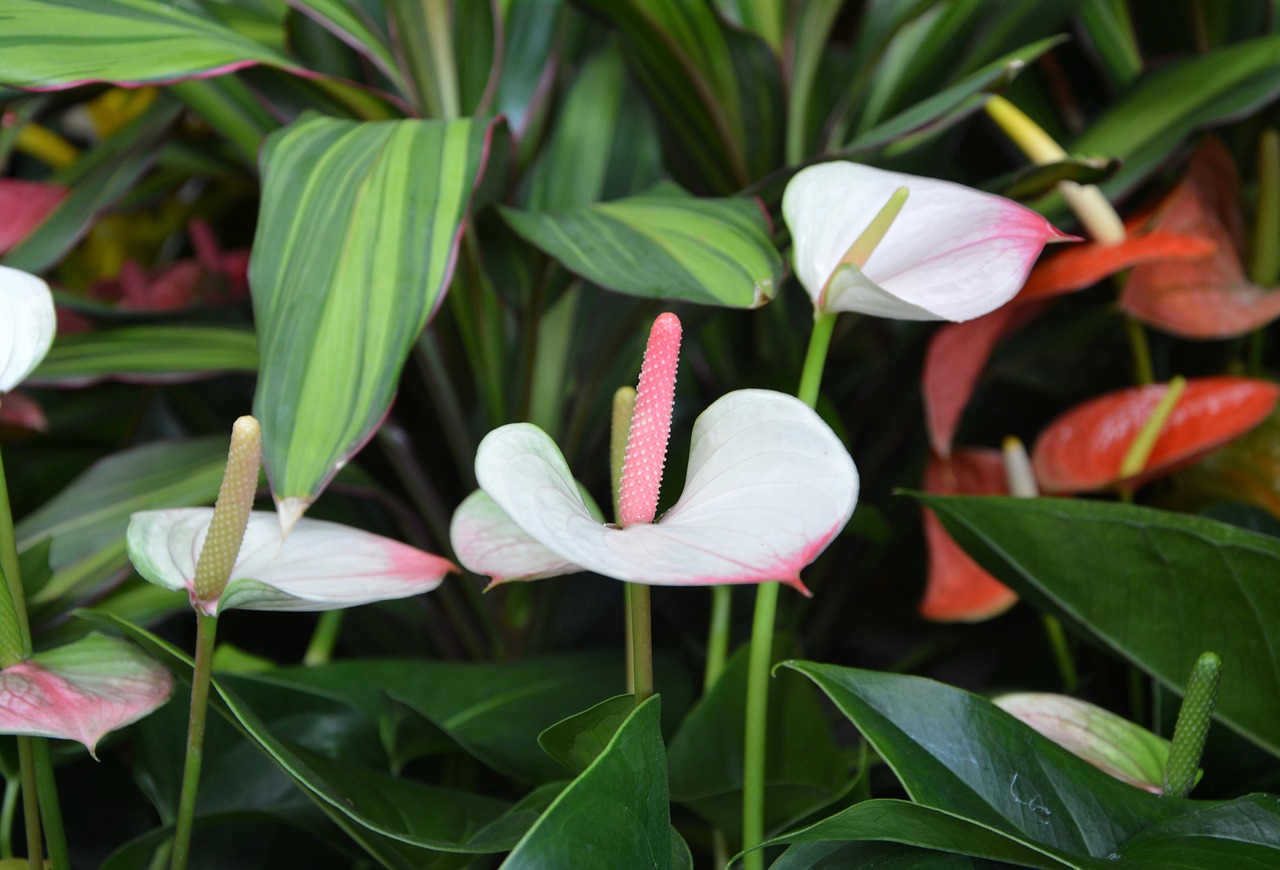 flower original anthurium andreanum mix free photo