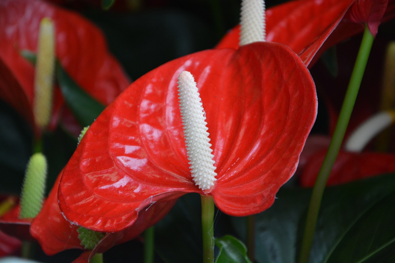 flower anthurium andreanum mix gift offer free photo