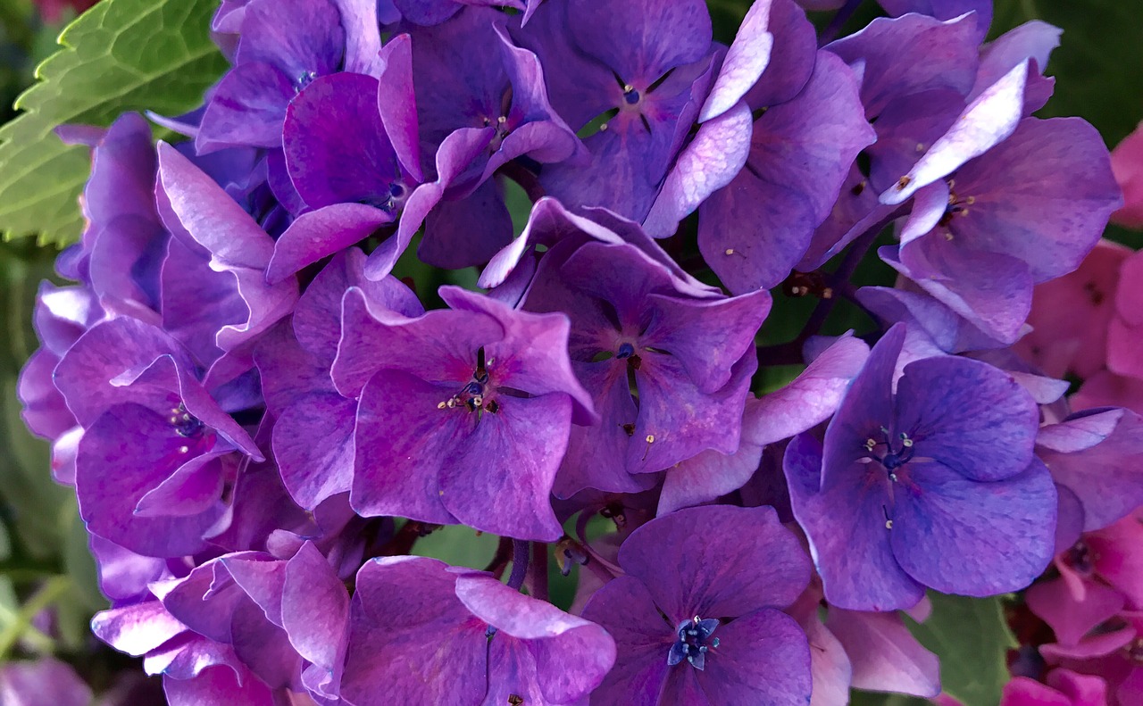 flower hydrangea nature free photo