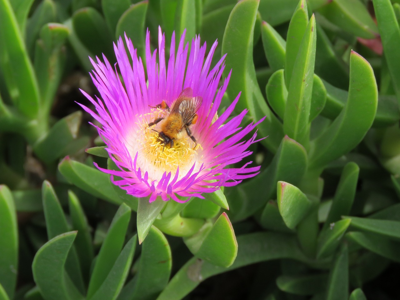 flower bee forage free photo