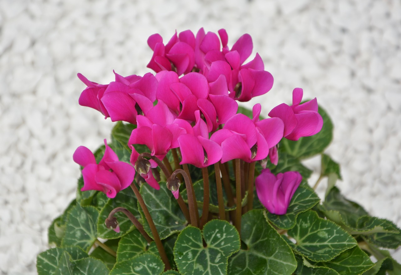 flower cyclamen mini bright pink free photo