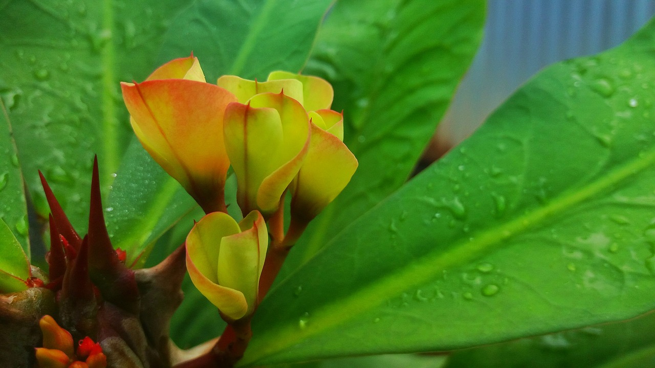 flower cactus free pictures free photo