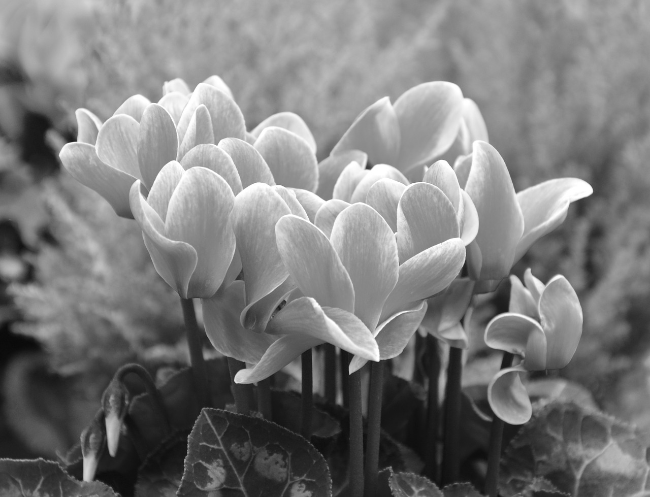 flower cyclamen garden free photo