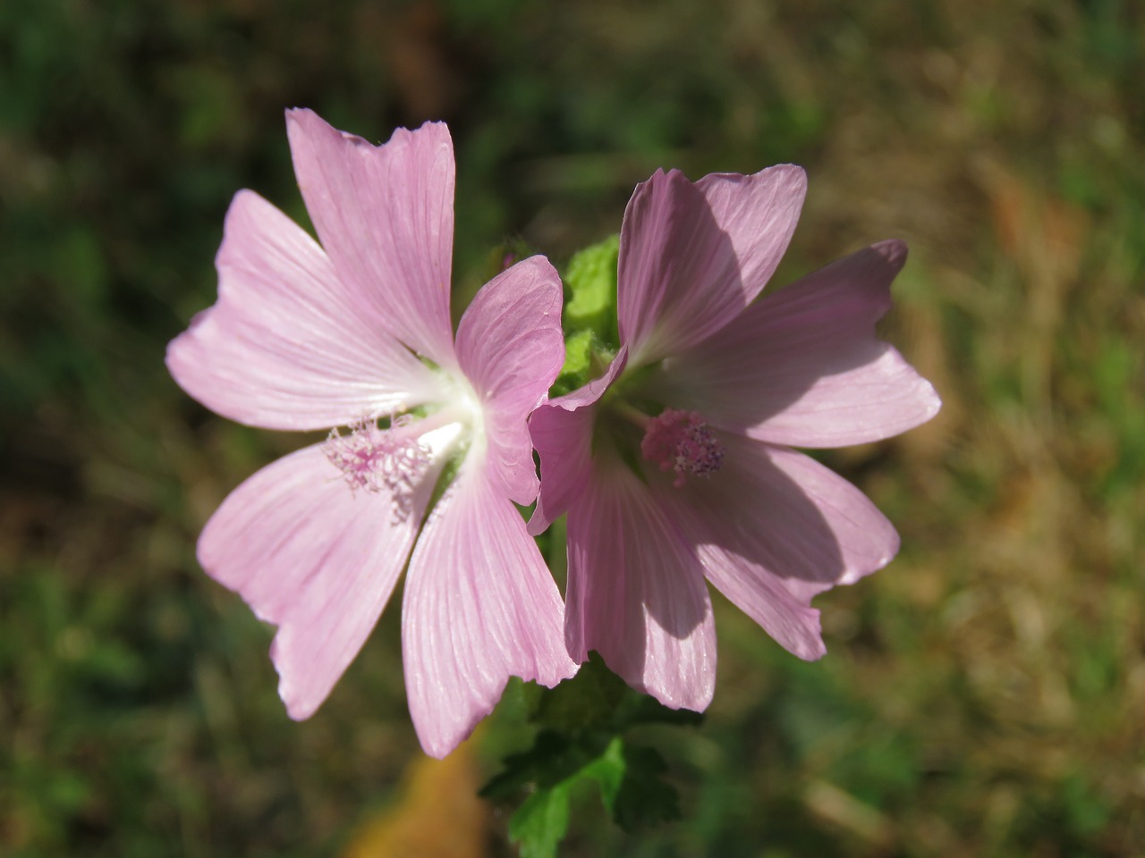 flower nature summer flowers free photo