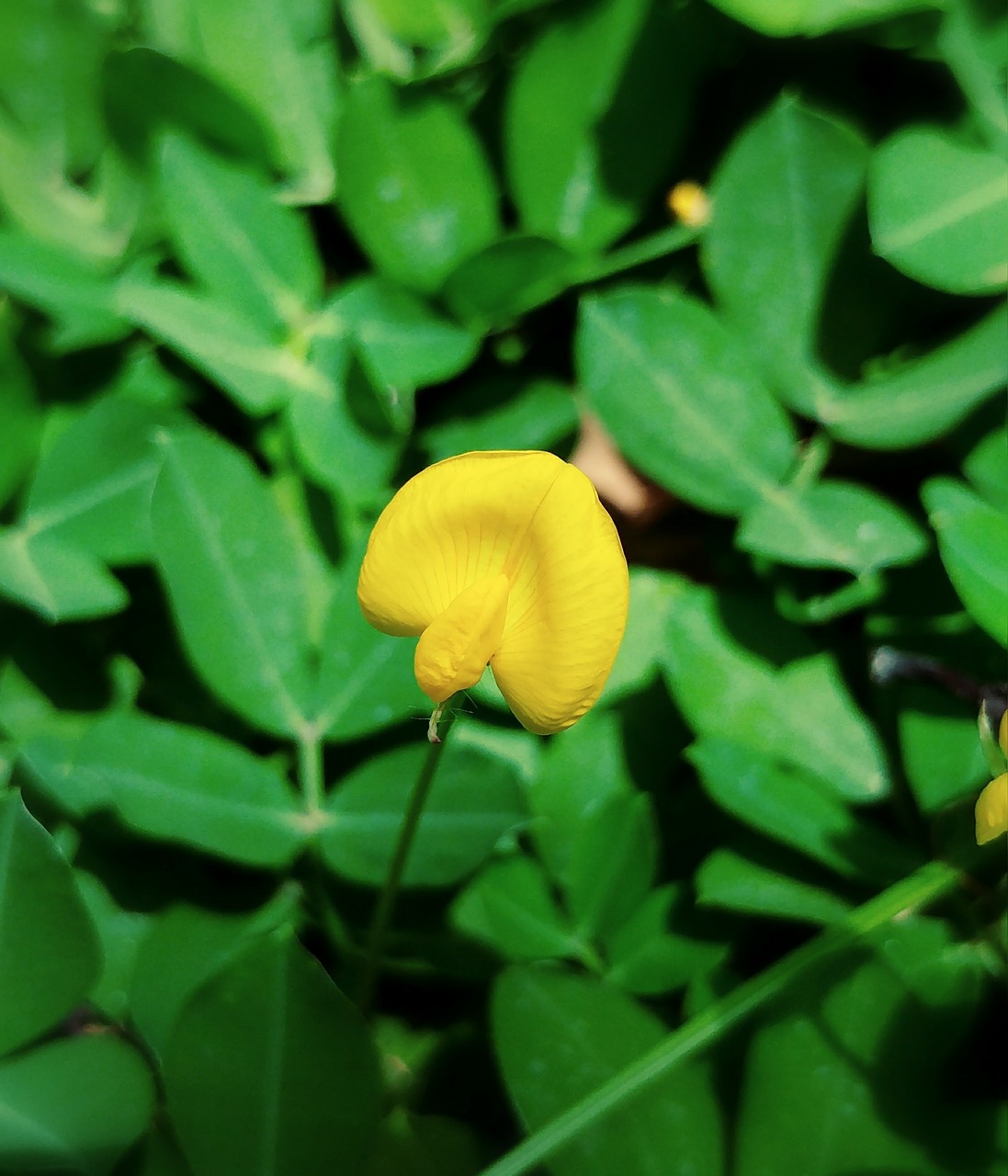 flower yellow tiny free photo