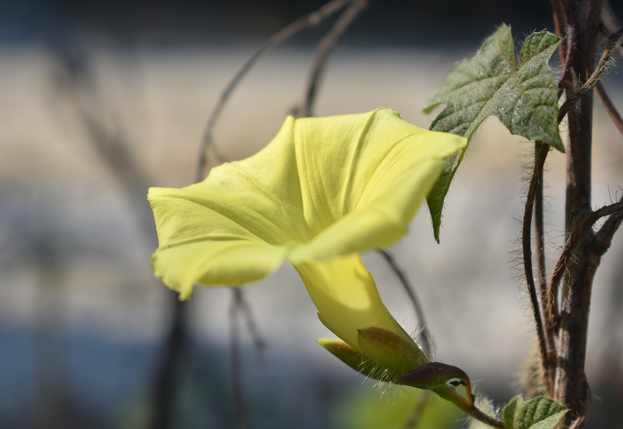 flower yellow bloom free photo