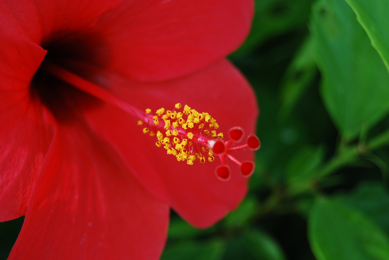 flower red hibiscus free photo