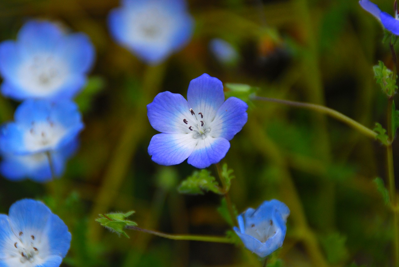 flower blue nature free photo