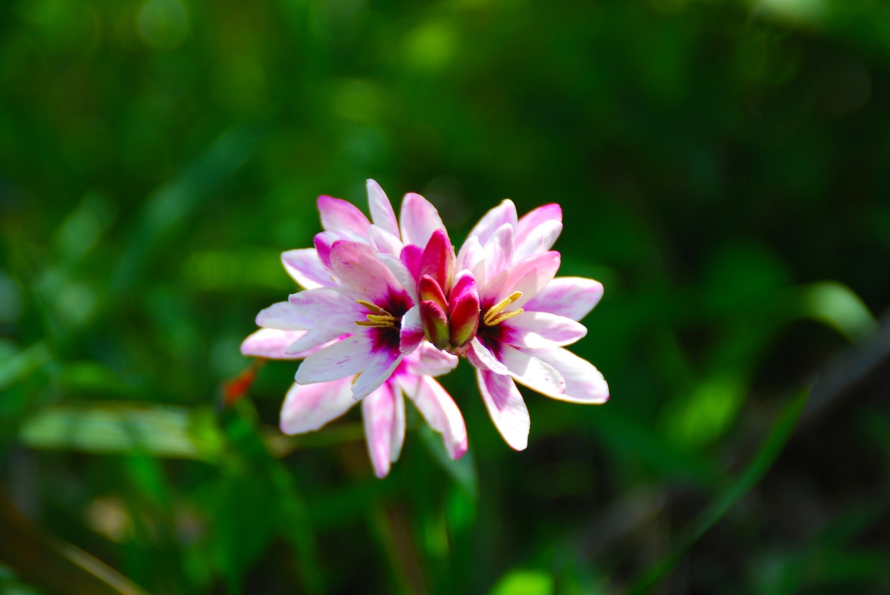 flower pink pink flowers free photo