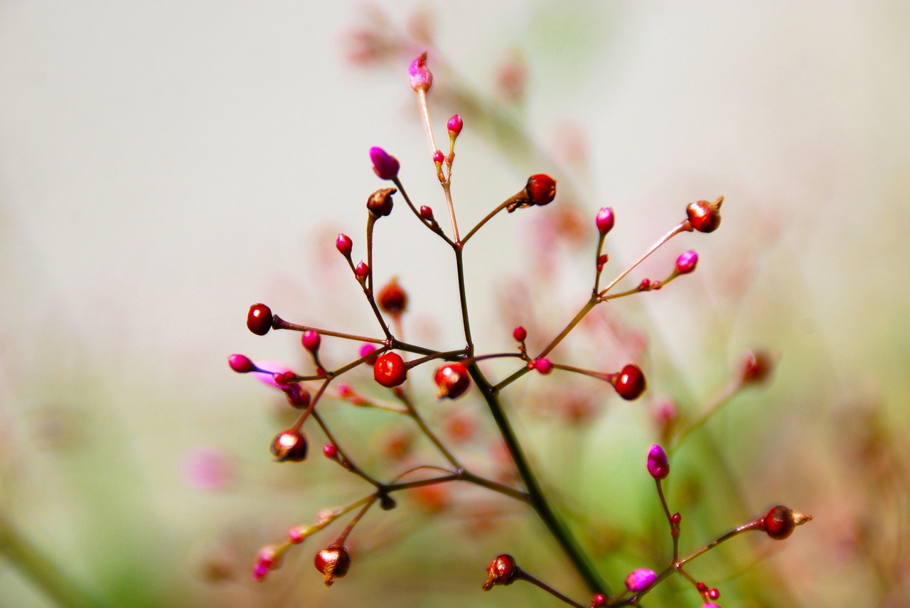 flower red nature free photo