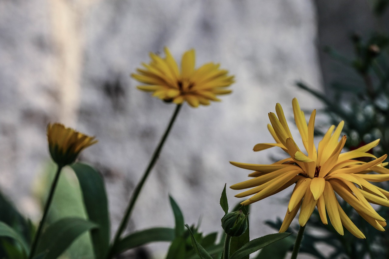 flower yellow nature free photo