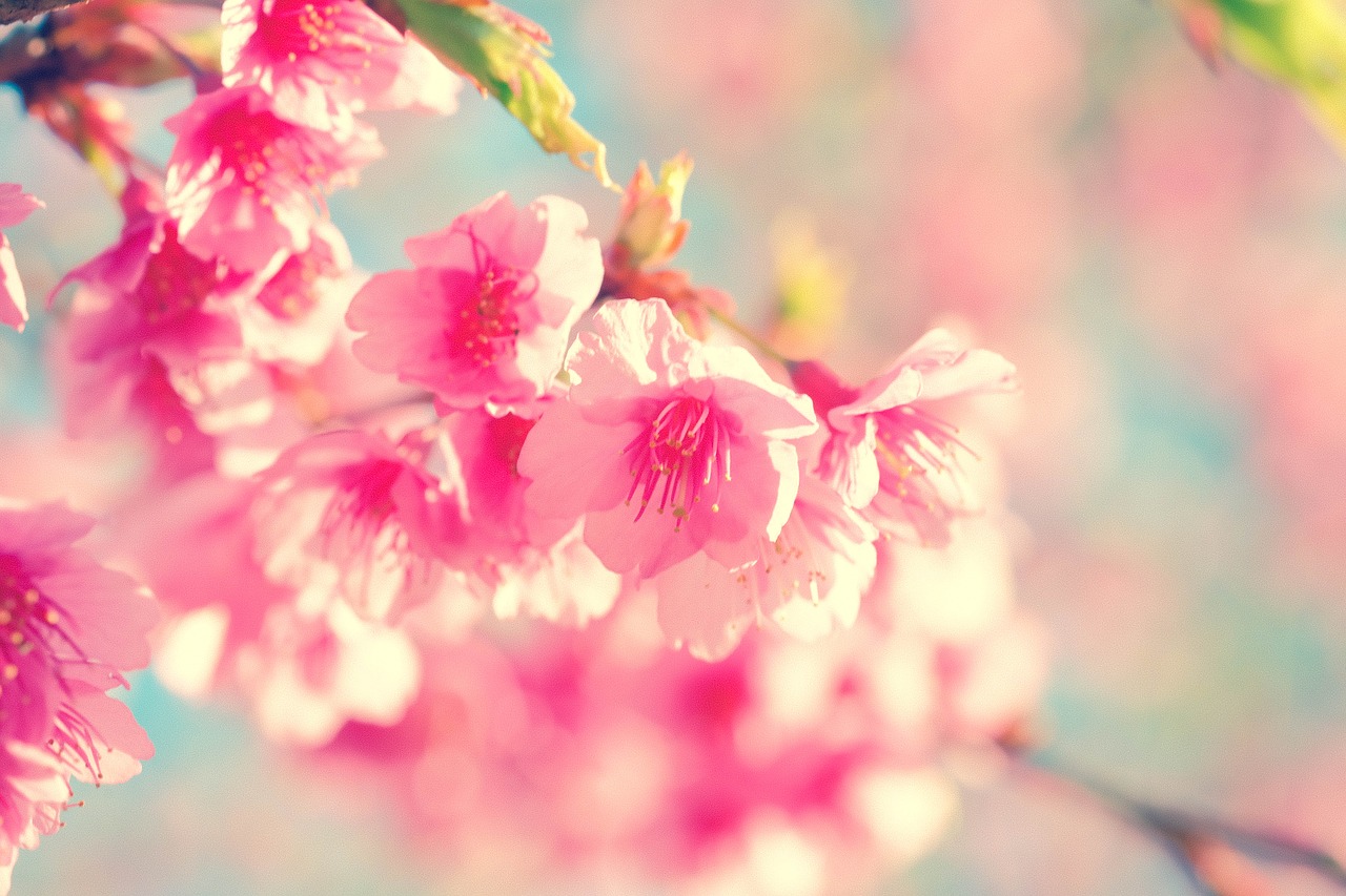 flower cherry blossom japanese cherry free photo