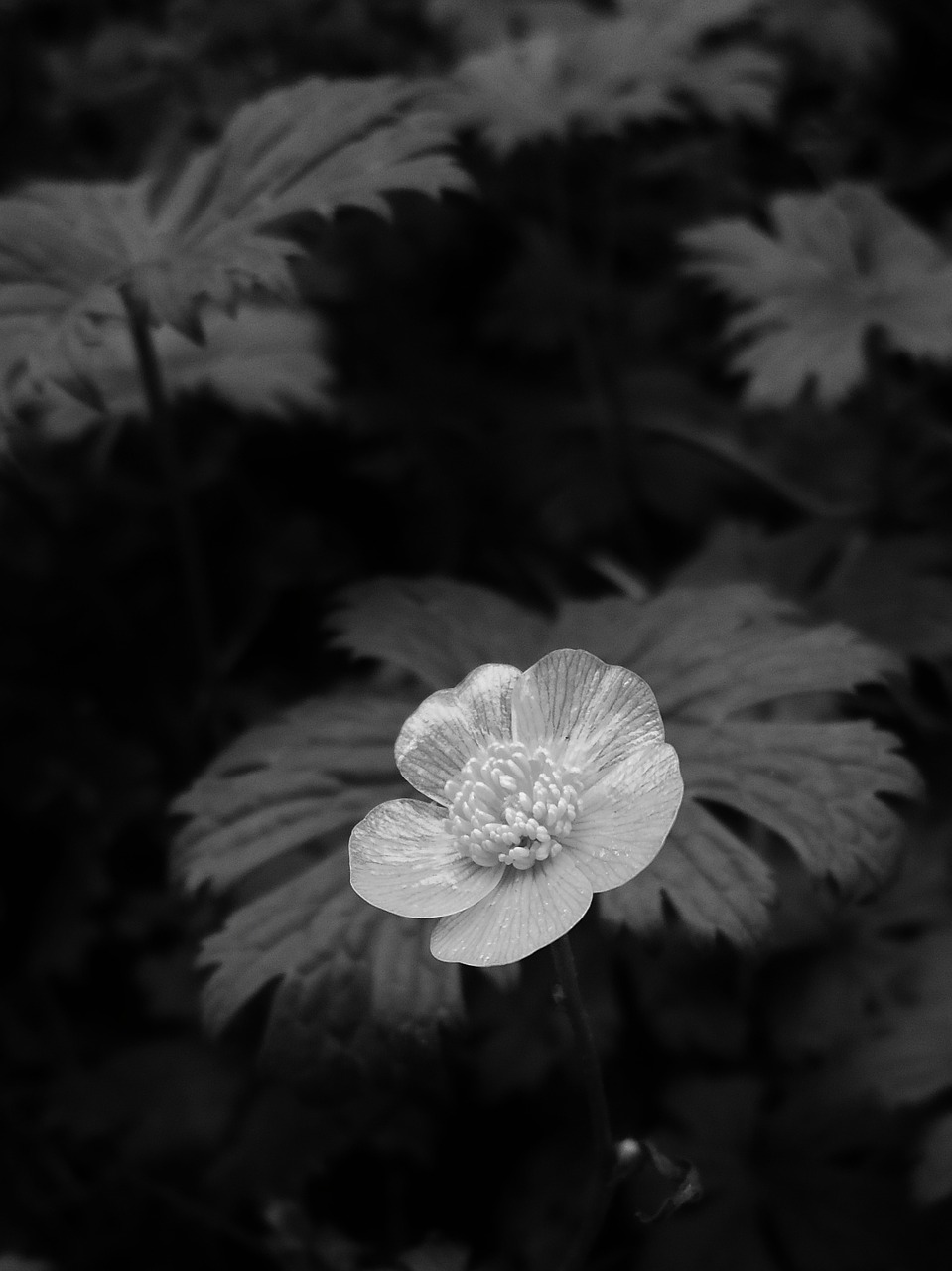 flower buttercup black and white free photo