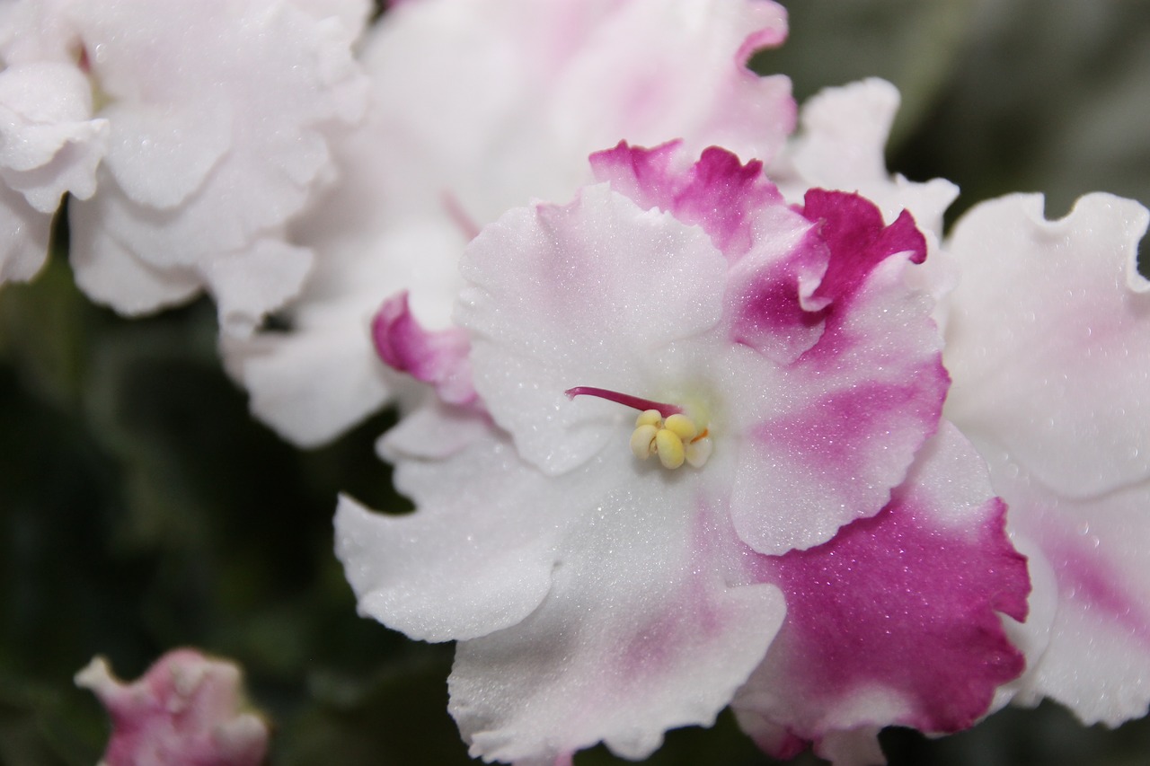 flower african violet blossoms free photo