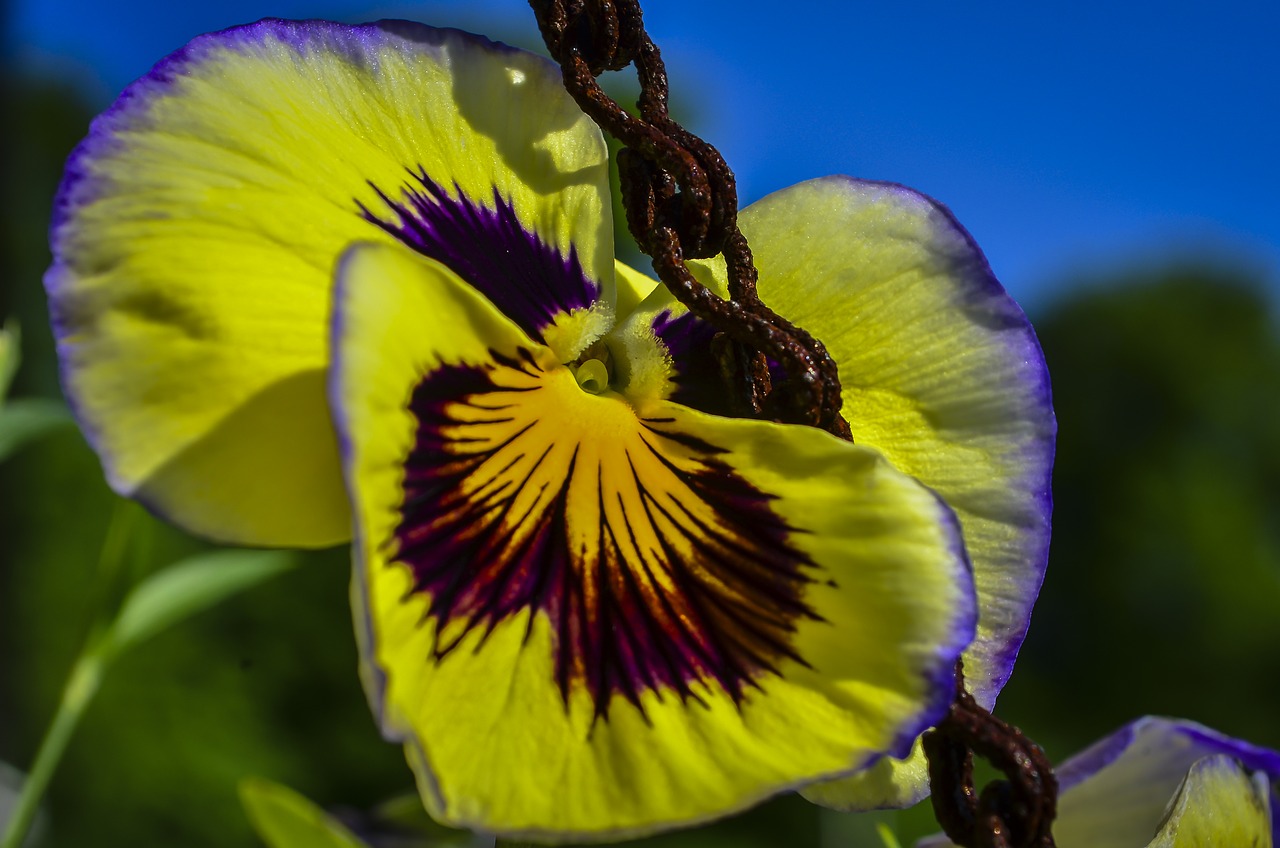 flower pansy plant free photo