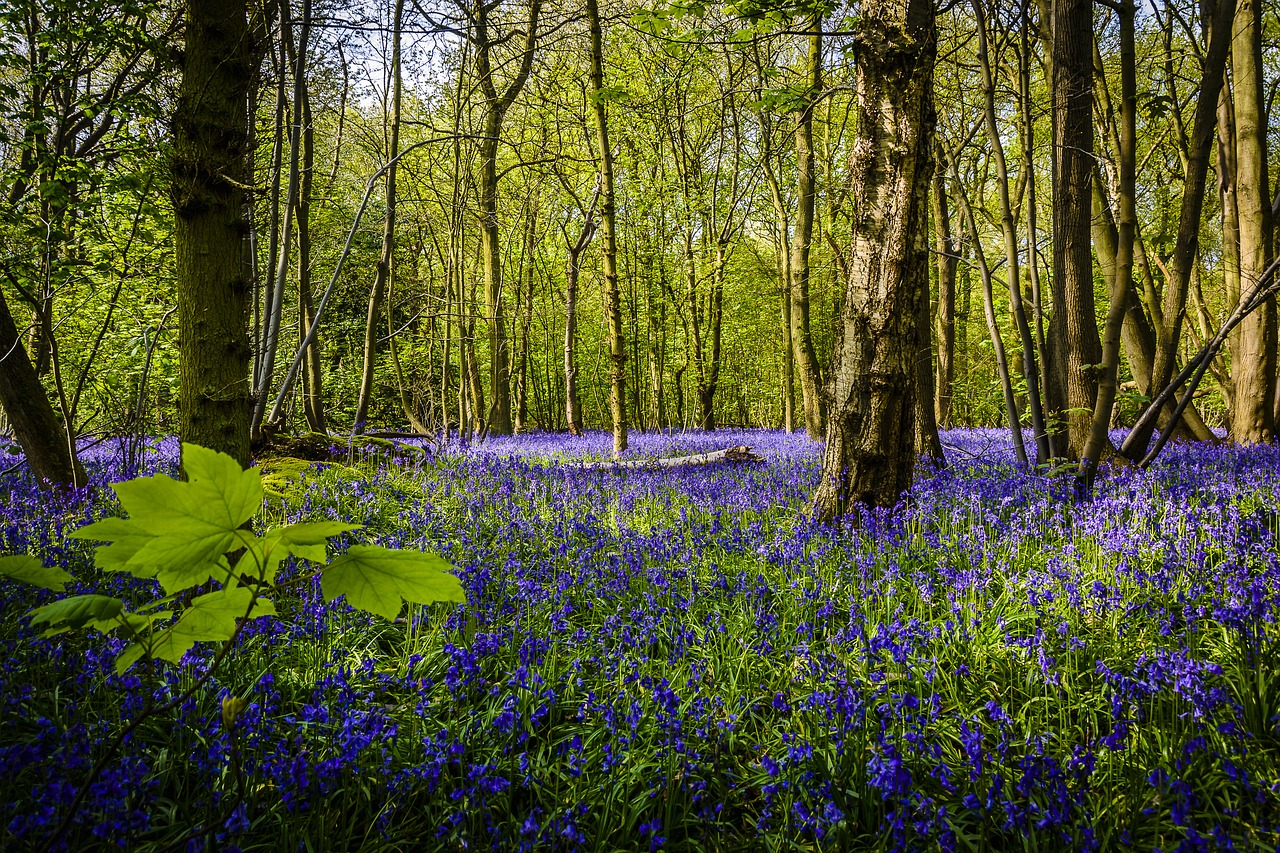 flower bluebell spring free photo