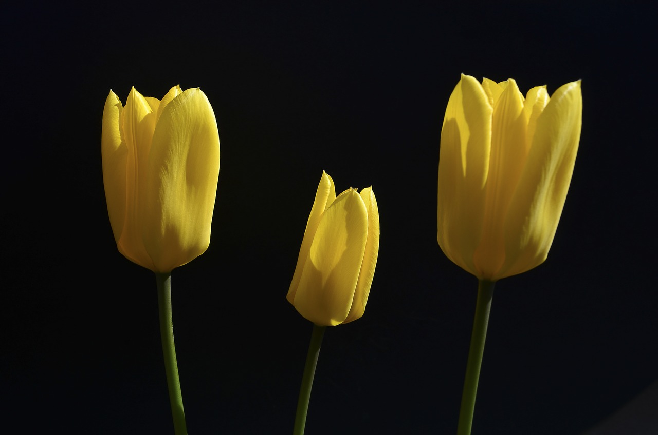 flower tulip yellow free photo