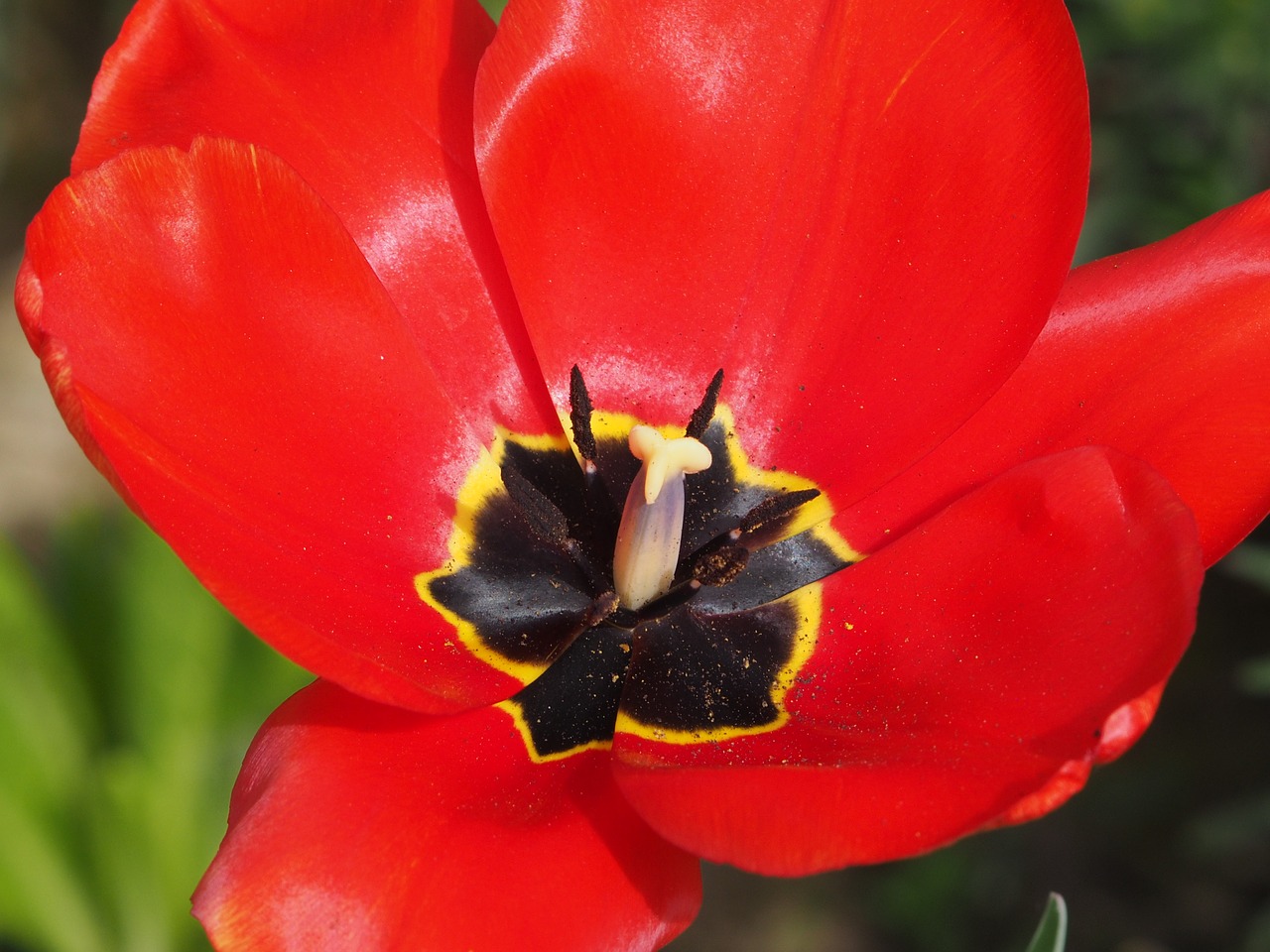 flower nature red free photo