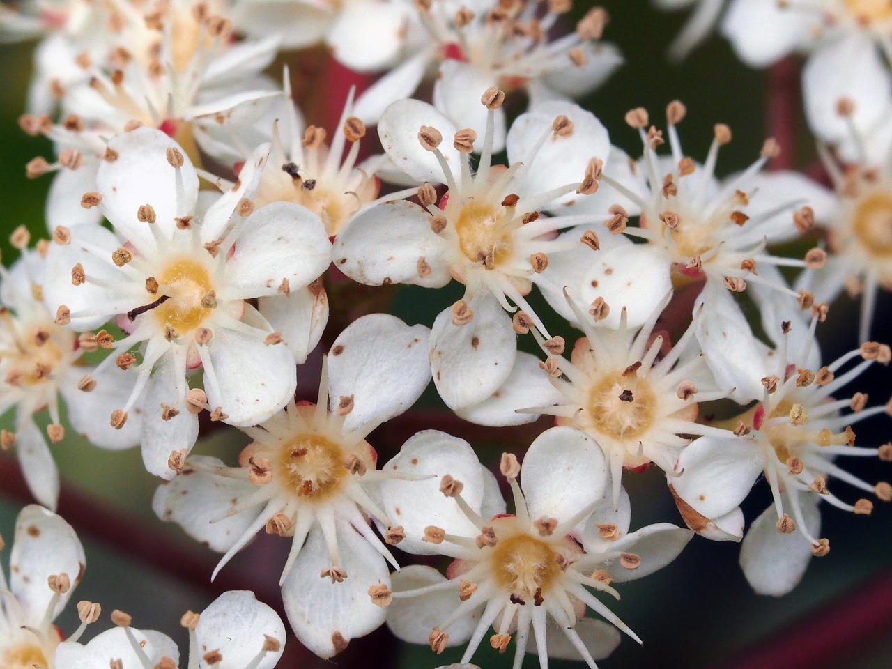 flower nature white free photo