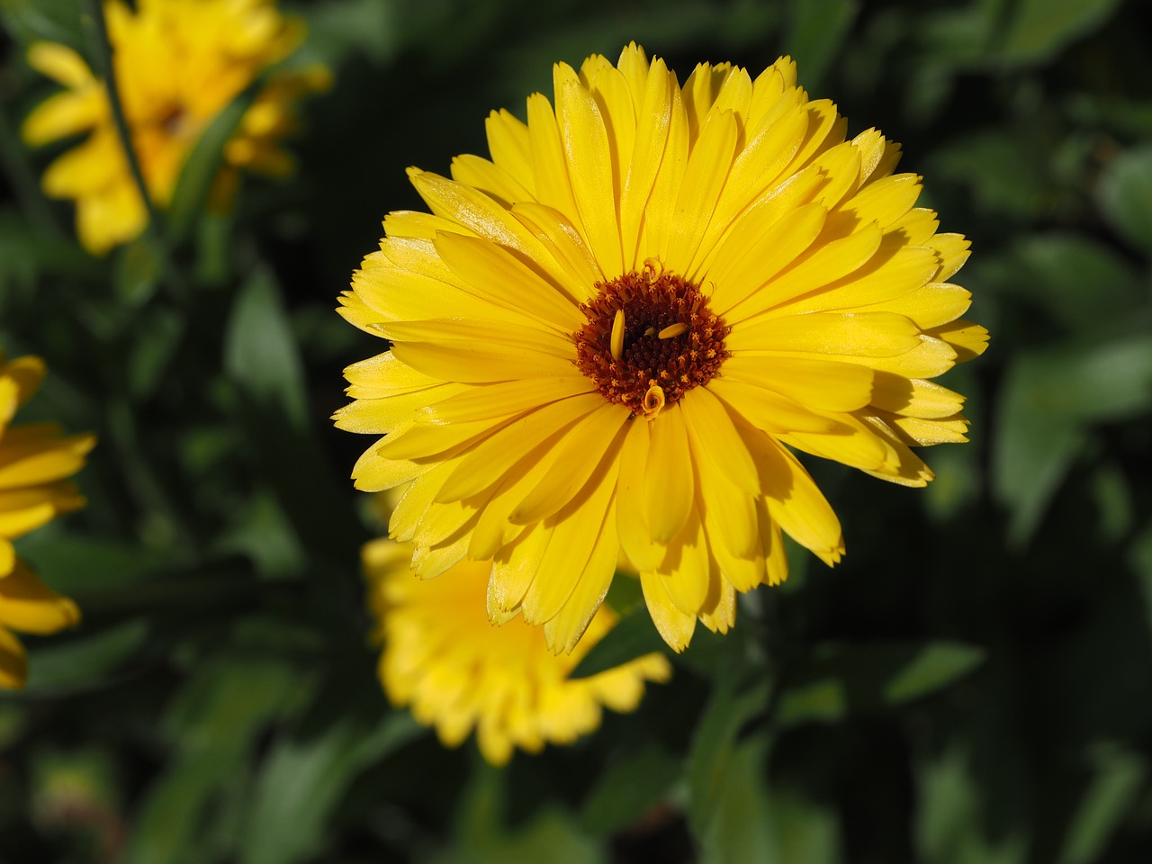 flower yellow nature free photo