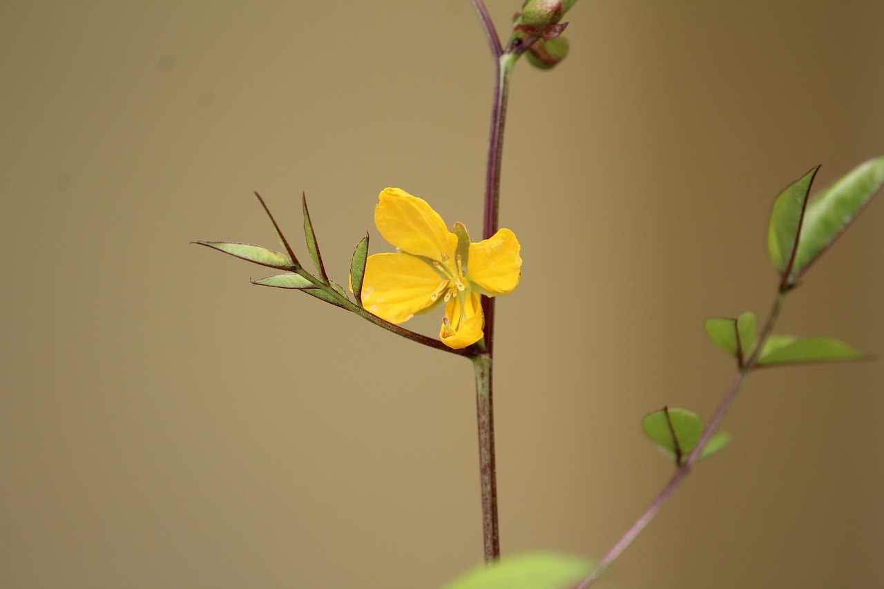 flower yellow small free photo