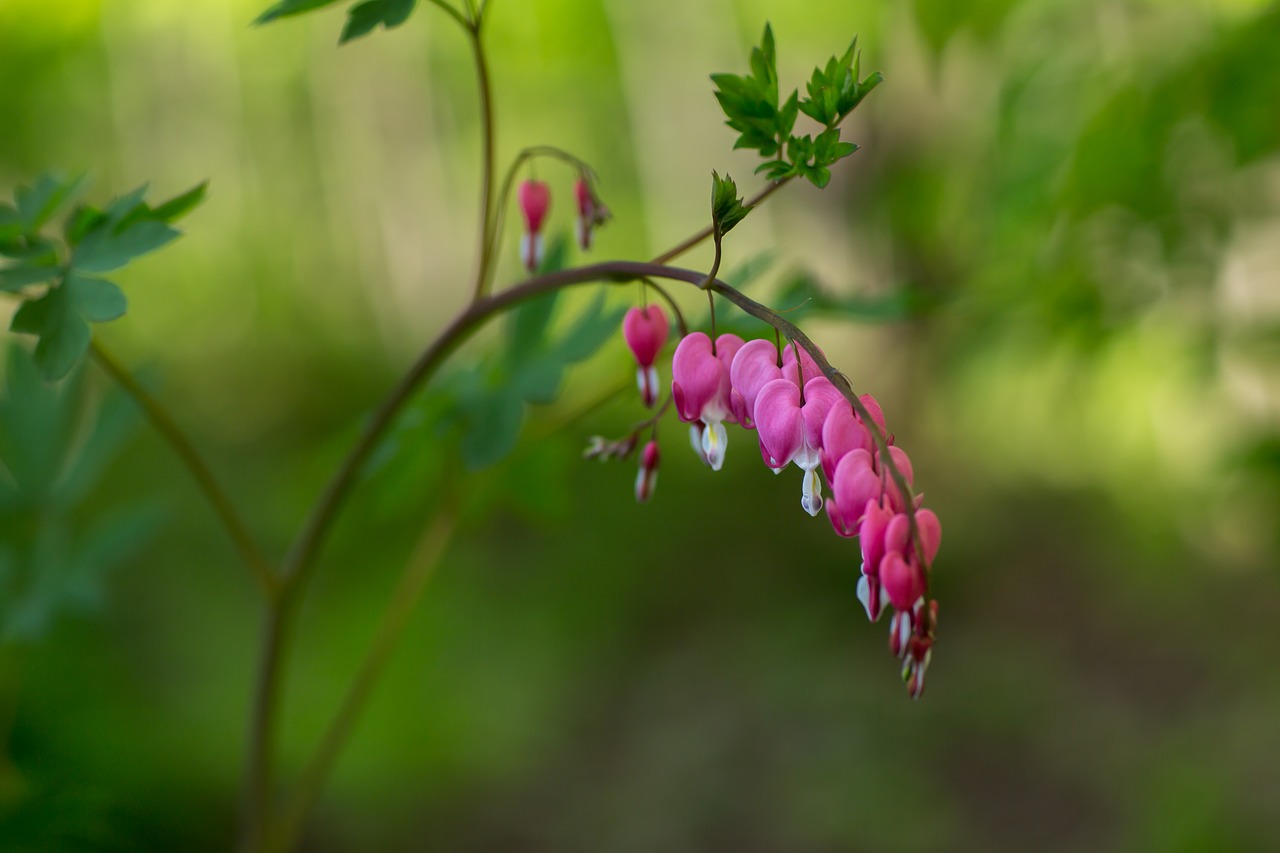 flower plant plants flowering free photo