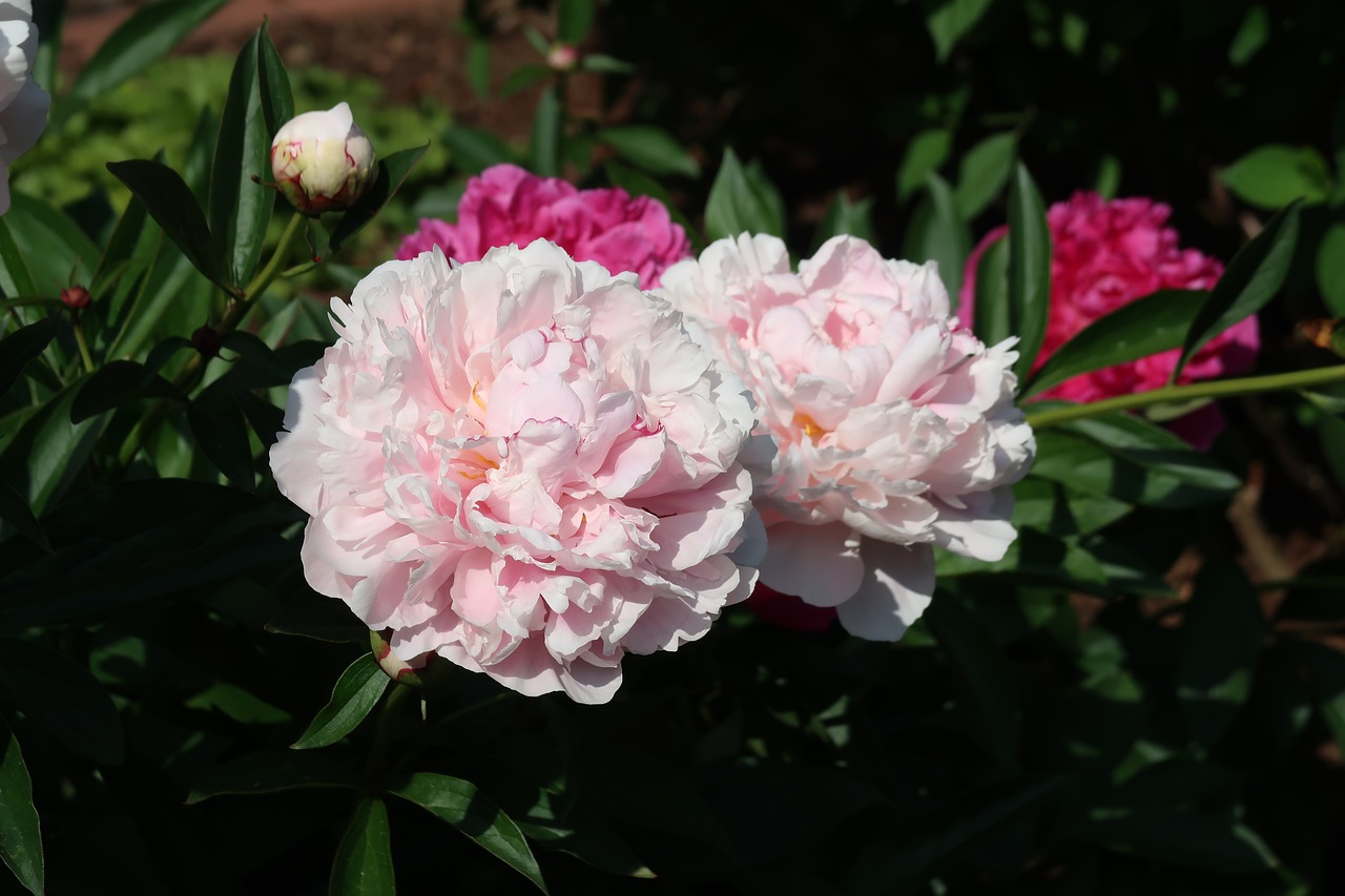 flower pink garden free photo