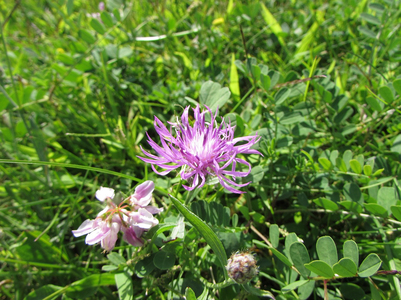 flower purple wildflower free photo