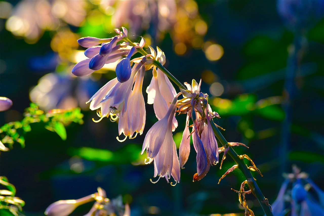 flower sunlight nature free photo