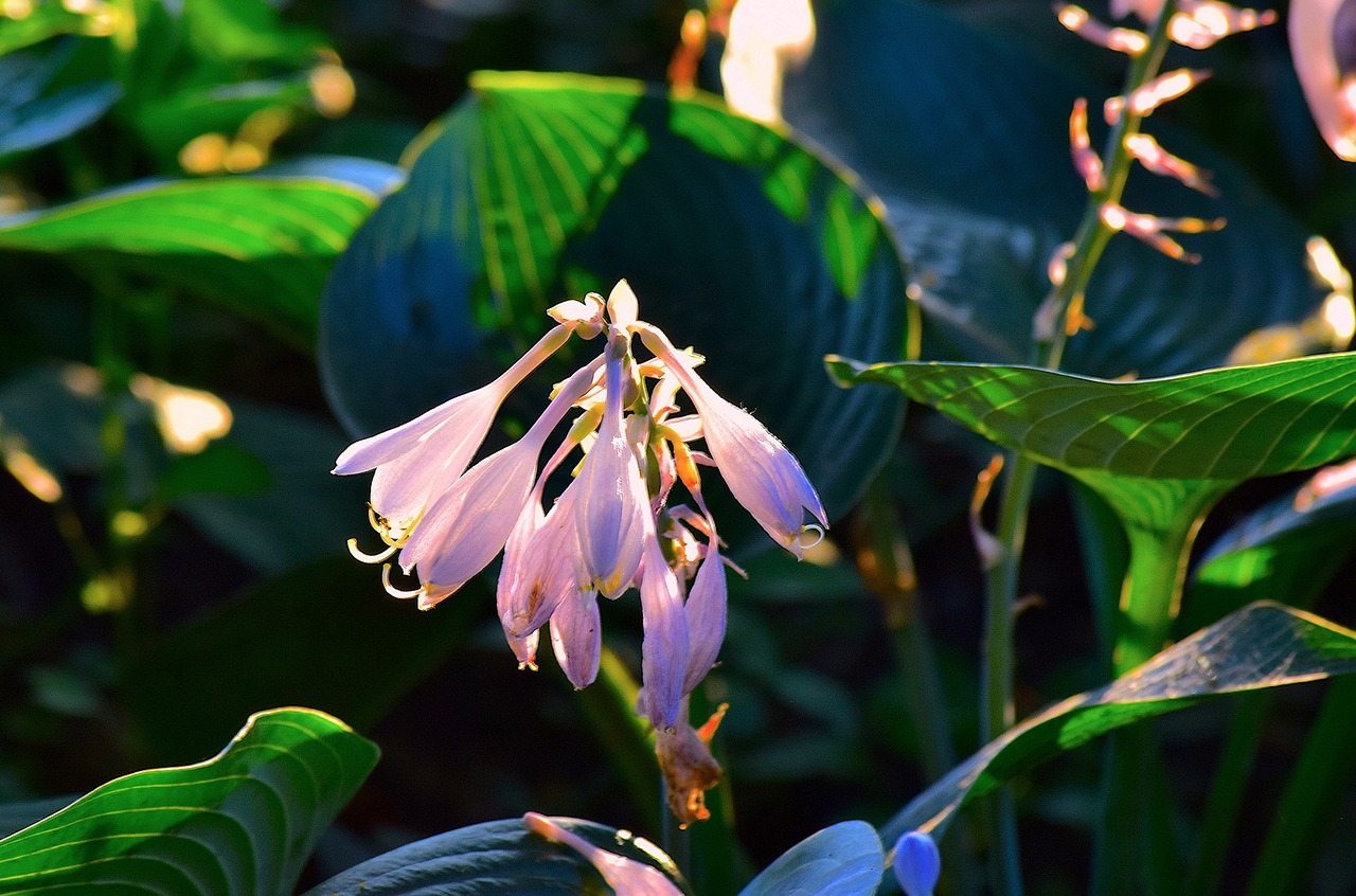 Summertime blossom