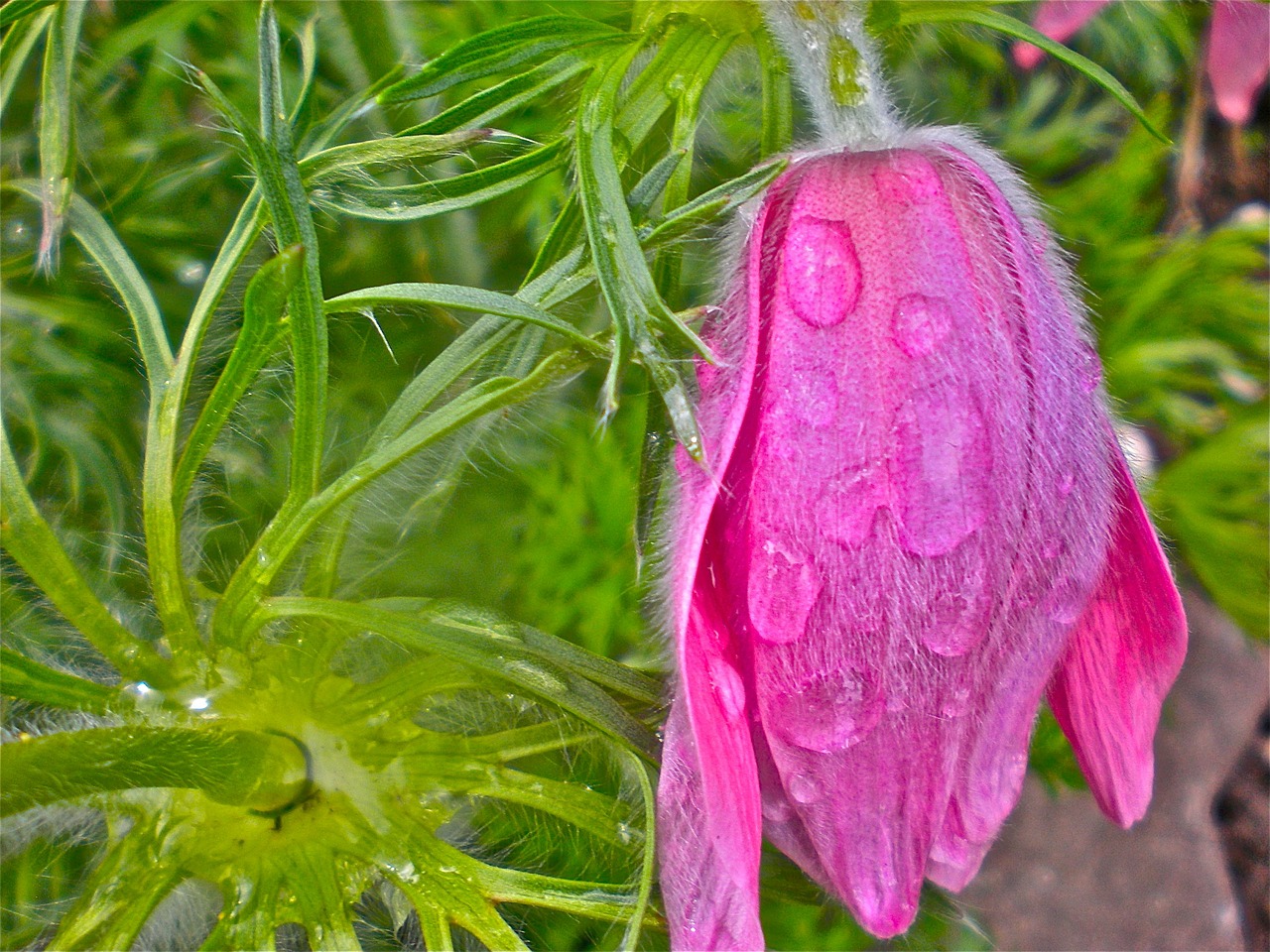 flower red summer free photo