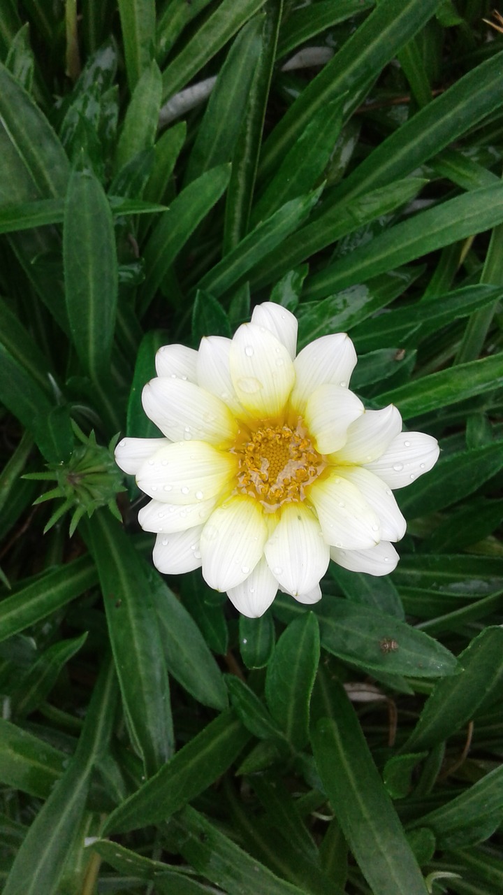 flower daisy blossom free photo