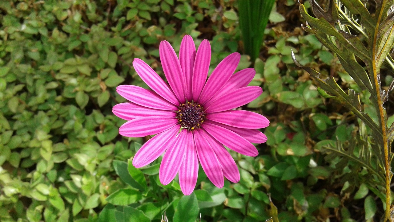 flower daisy blossom free photo