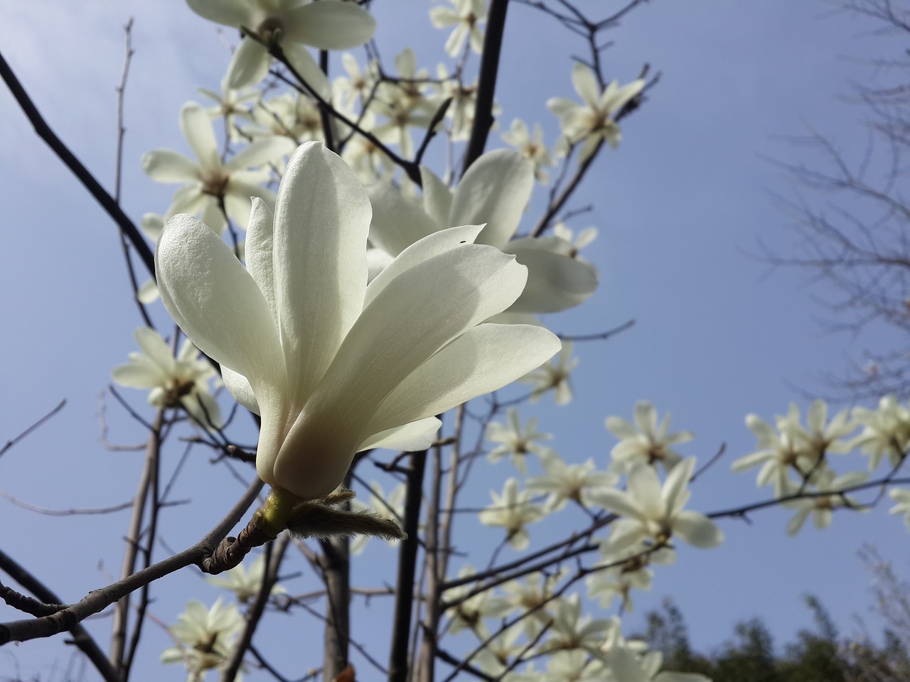 flower guangyuan china free photo