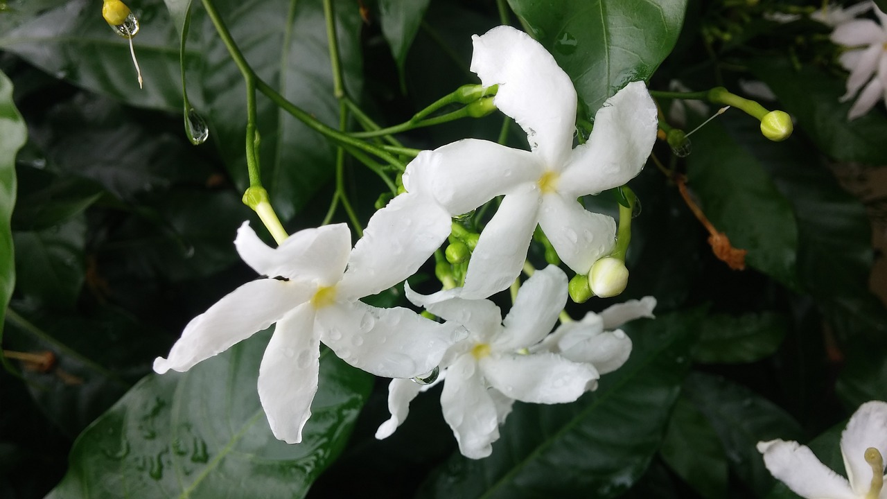 flower plant raindrops free photo