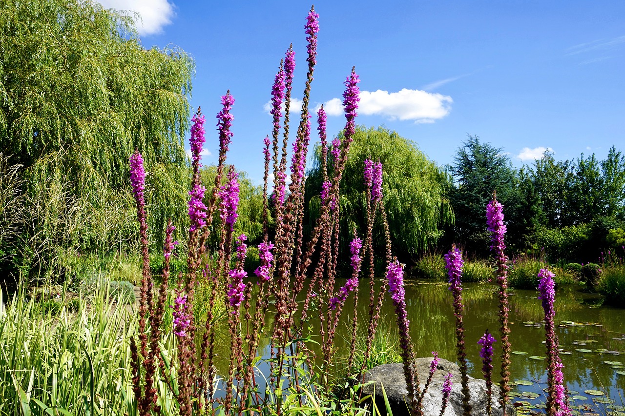 flower water blossom free photo