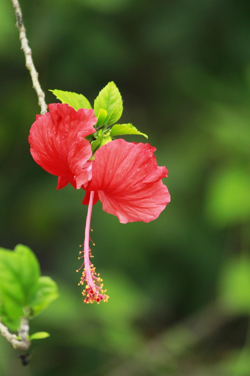 flower butterfly garden free photo