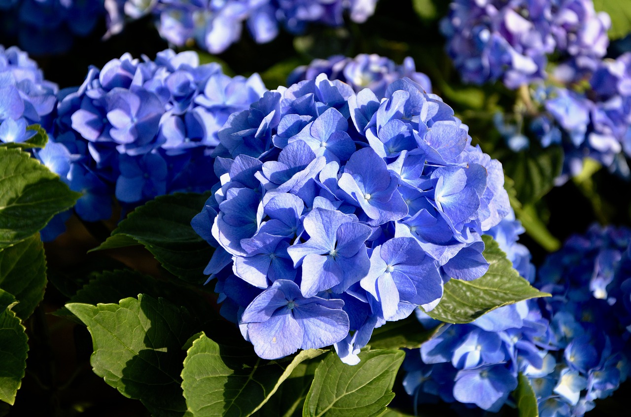 flower hydrangea blue flowering plant free photo