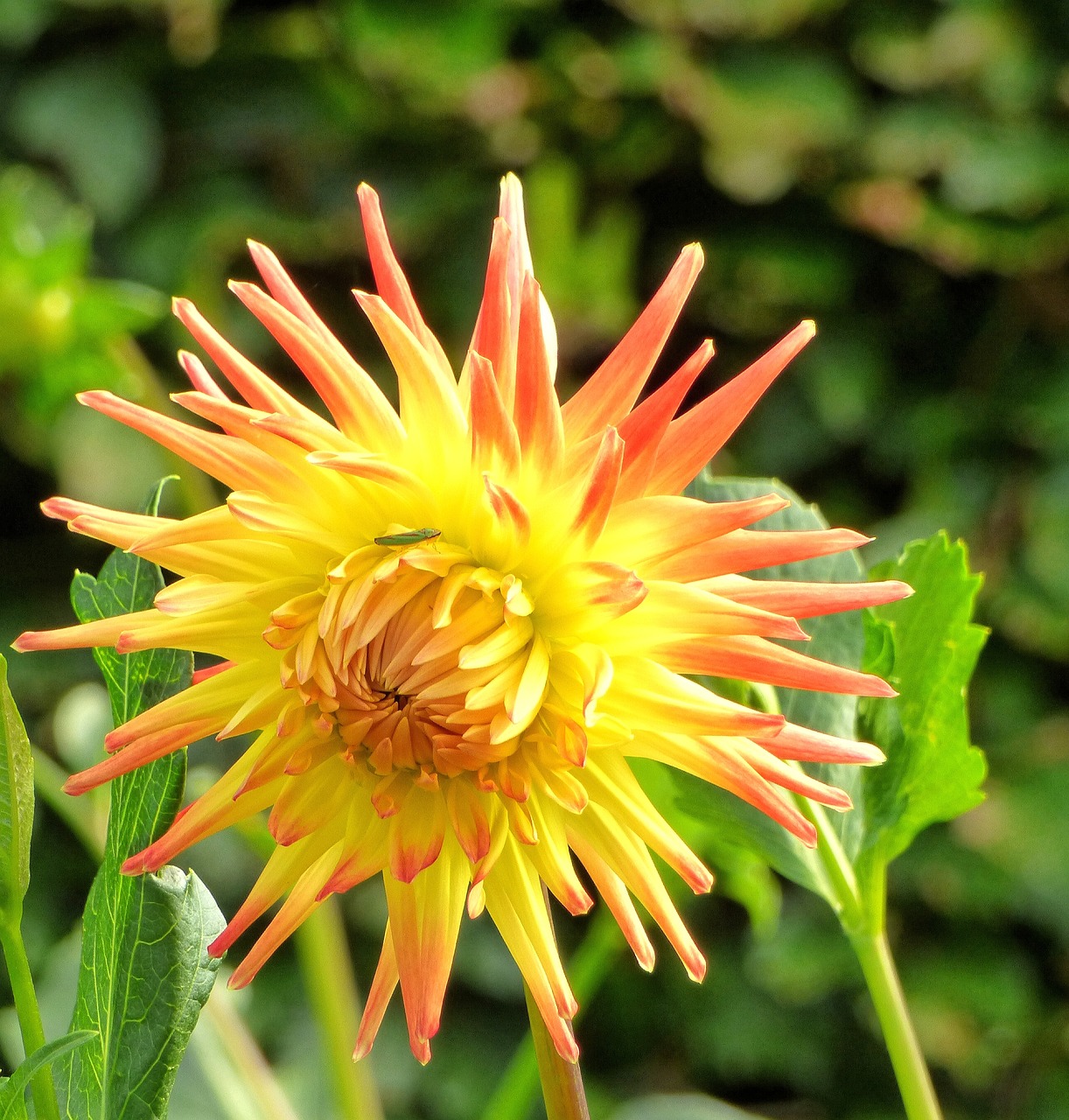 flower dahlia garden free photo