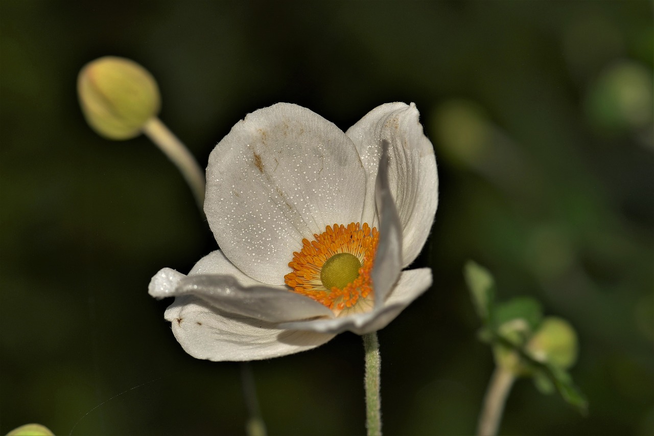 flower blossom bloom free photo