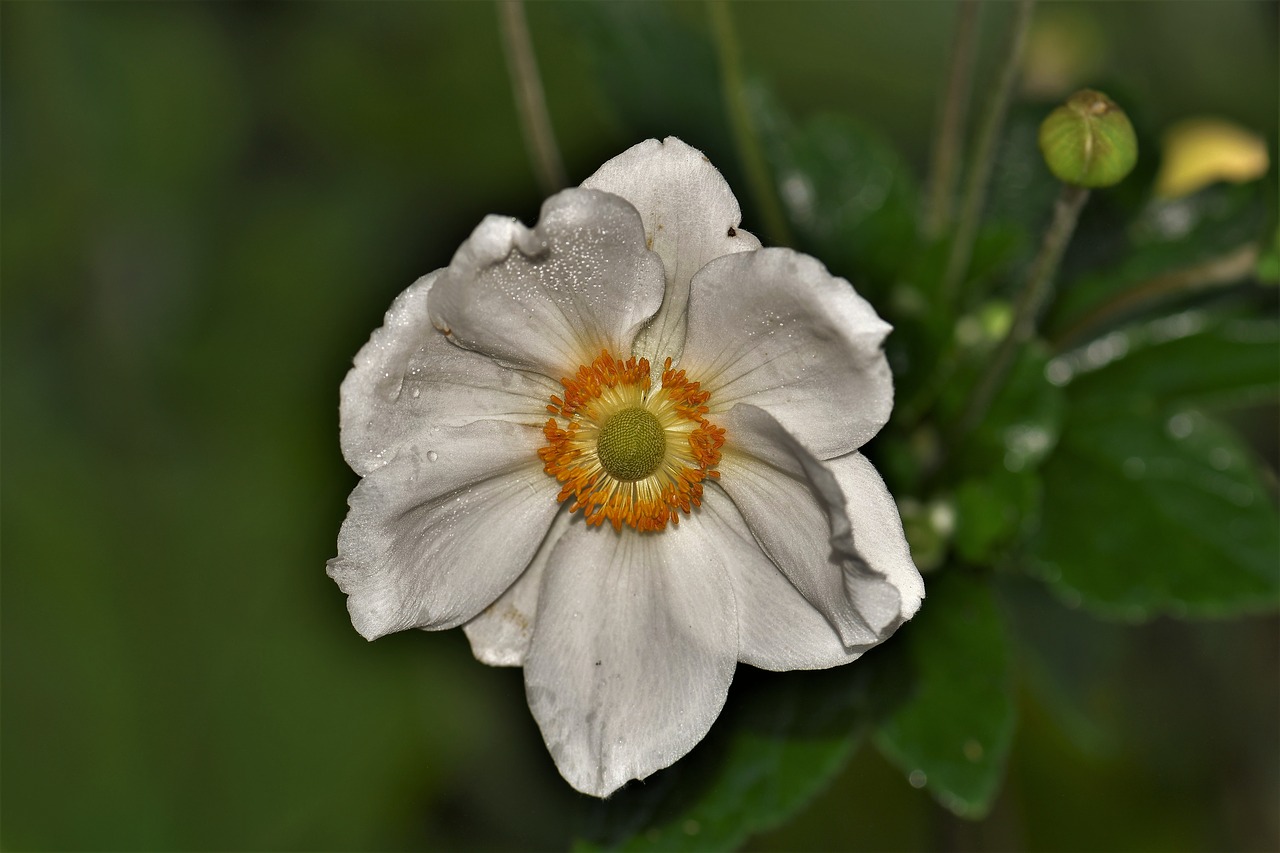 flower blossom bloom free photo