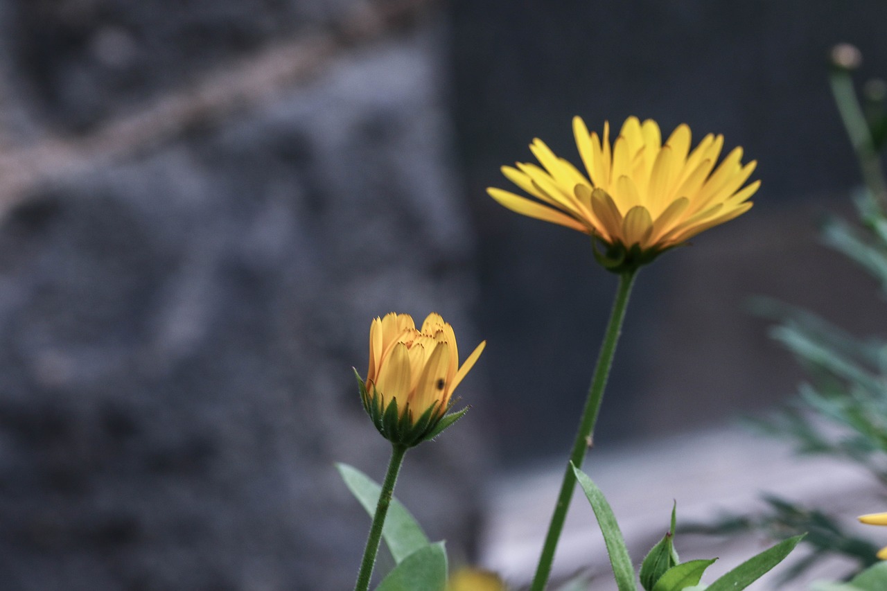 flower yellow nature free photo