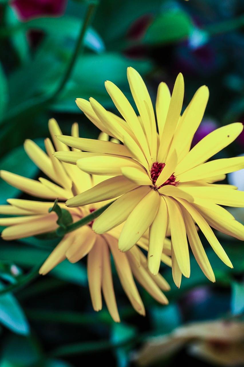 flower yellow nature free photo