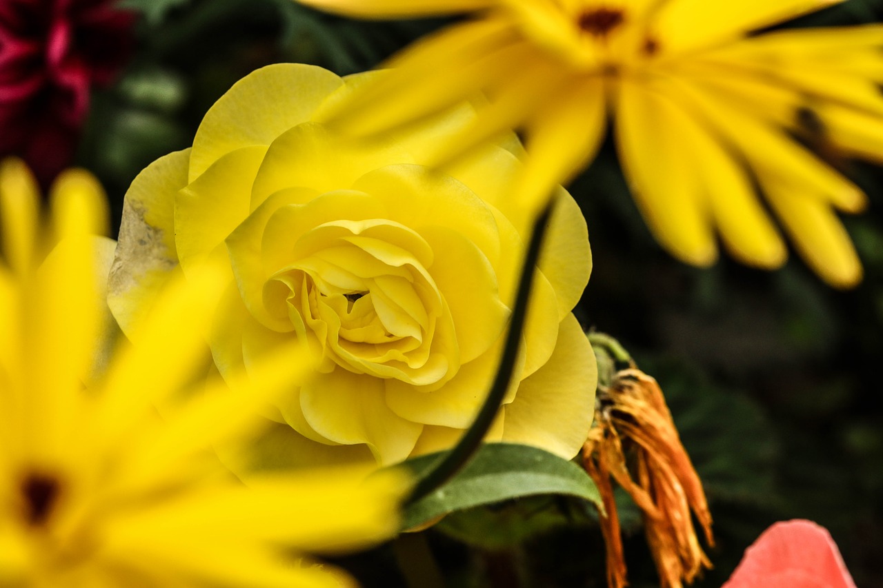 flower rose yellow free photo